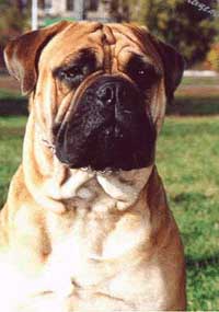 ,   , http://bullmastiff.zooclub.ru/
