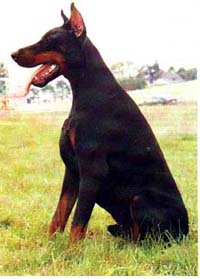 http://www.gavgav.info/images/porodi/doberman.jpg